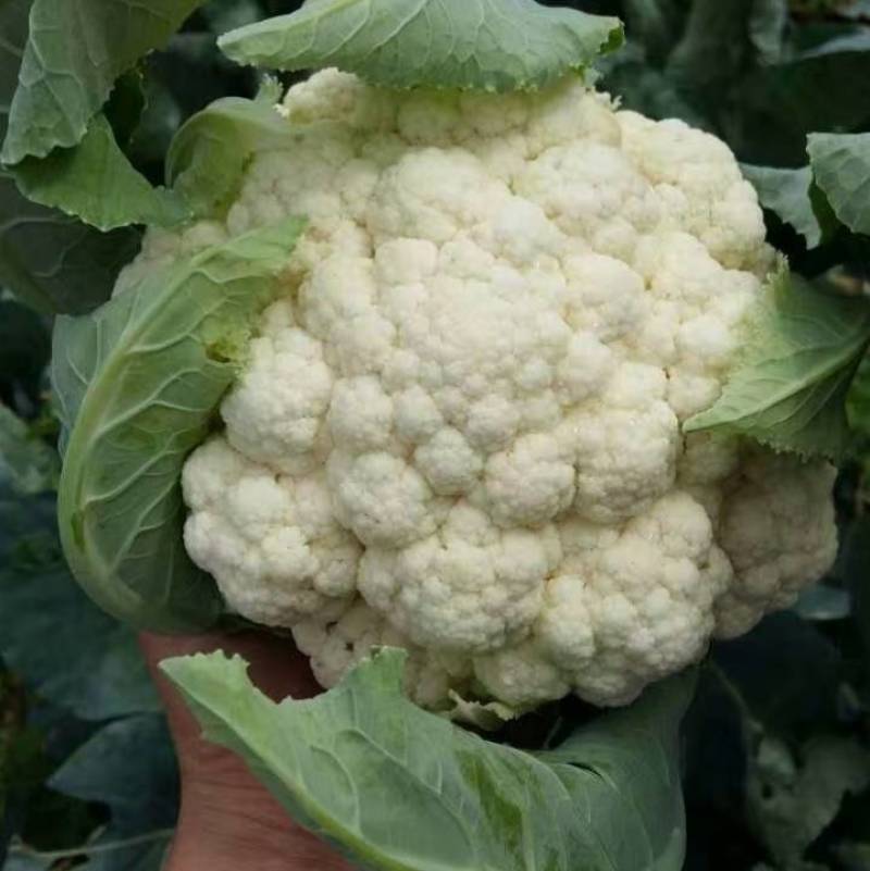 德玉70花菜种子中早熟紧花实花70天拧抱免盖花椰菜种子