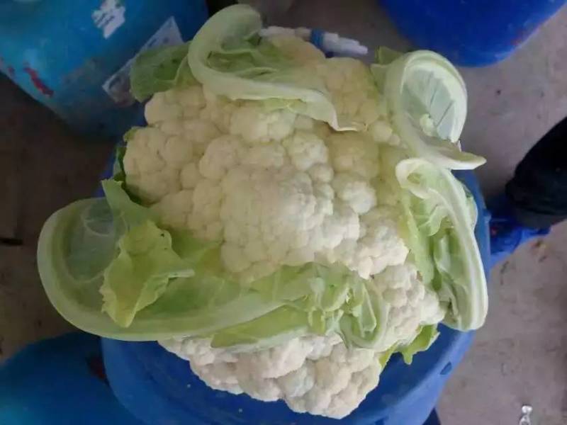 德玉70花菜种子中早熟紧花实花70天拧抱免盖花椰菜种子