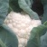 德玉70花菜种子中早熟紧花实花70天拧抱免盖花椰菜种子