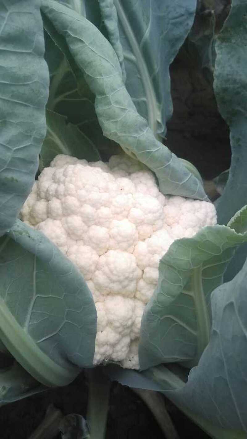 德玉70花菜种子中早熟紧花实花70天拧抱免盖花椰菜种子