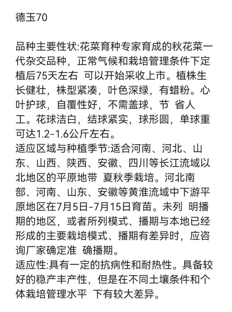 德玉70花菜种子中早熟紧花实花70天拧抱免盖花椰菜种子