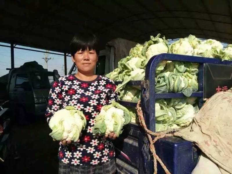德玉70花菜种子中早熟紧花实花70天拧抱免盖花椰菜种子