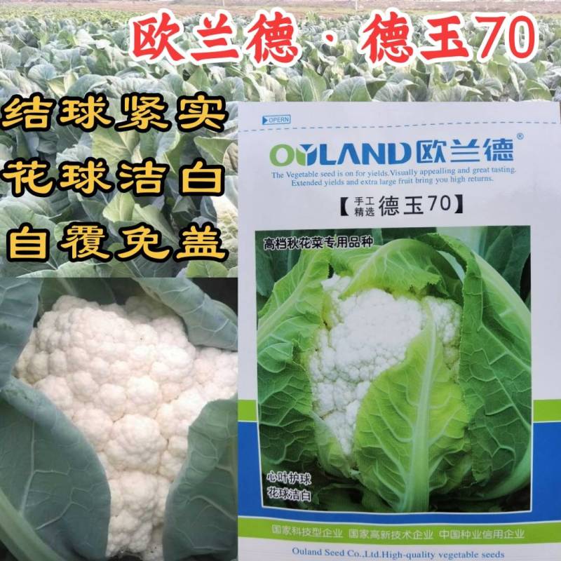德玉70花菜种子中早熟紧花实花70天拧抱免盖花椰菜种子