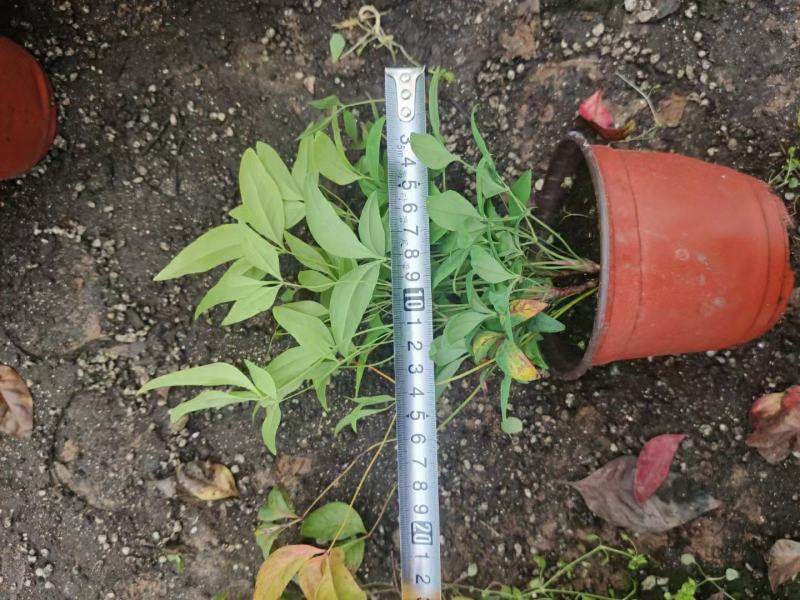 火焰南天竹绿化专供，基地直发欢迎实地考察