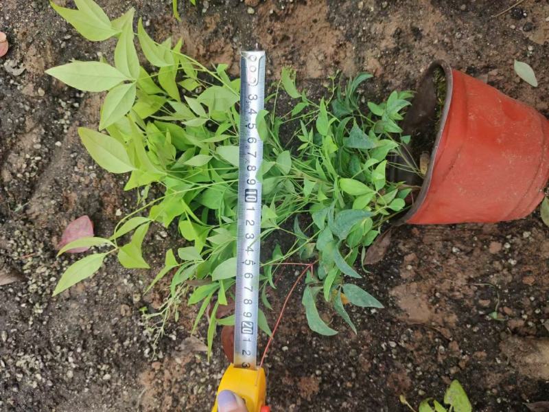 火焰南天竹绿化专供，基地直发欢迎实地考察