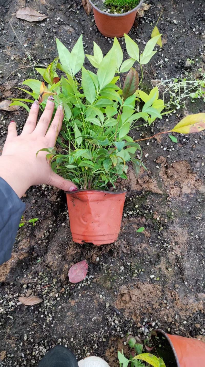 火焰南天竹绿化专供，基地直发欢迎实地考察