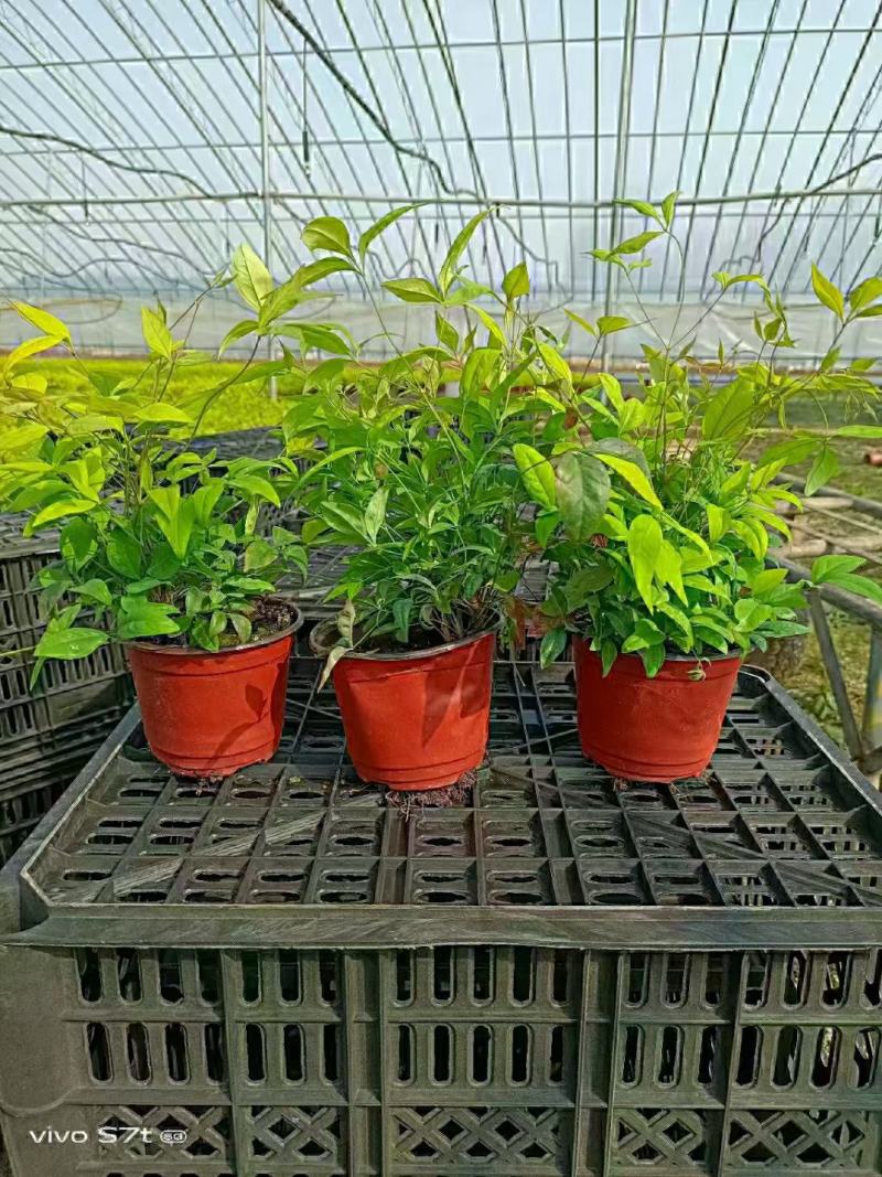 火焰南天竹绿化专供，基地直发欢迎实地考察