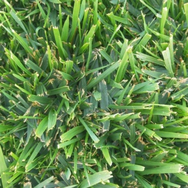 魏县牛哲青旭草坪种植场低价出售一批优质草坪