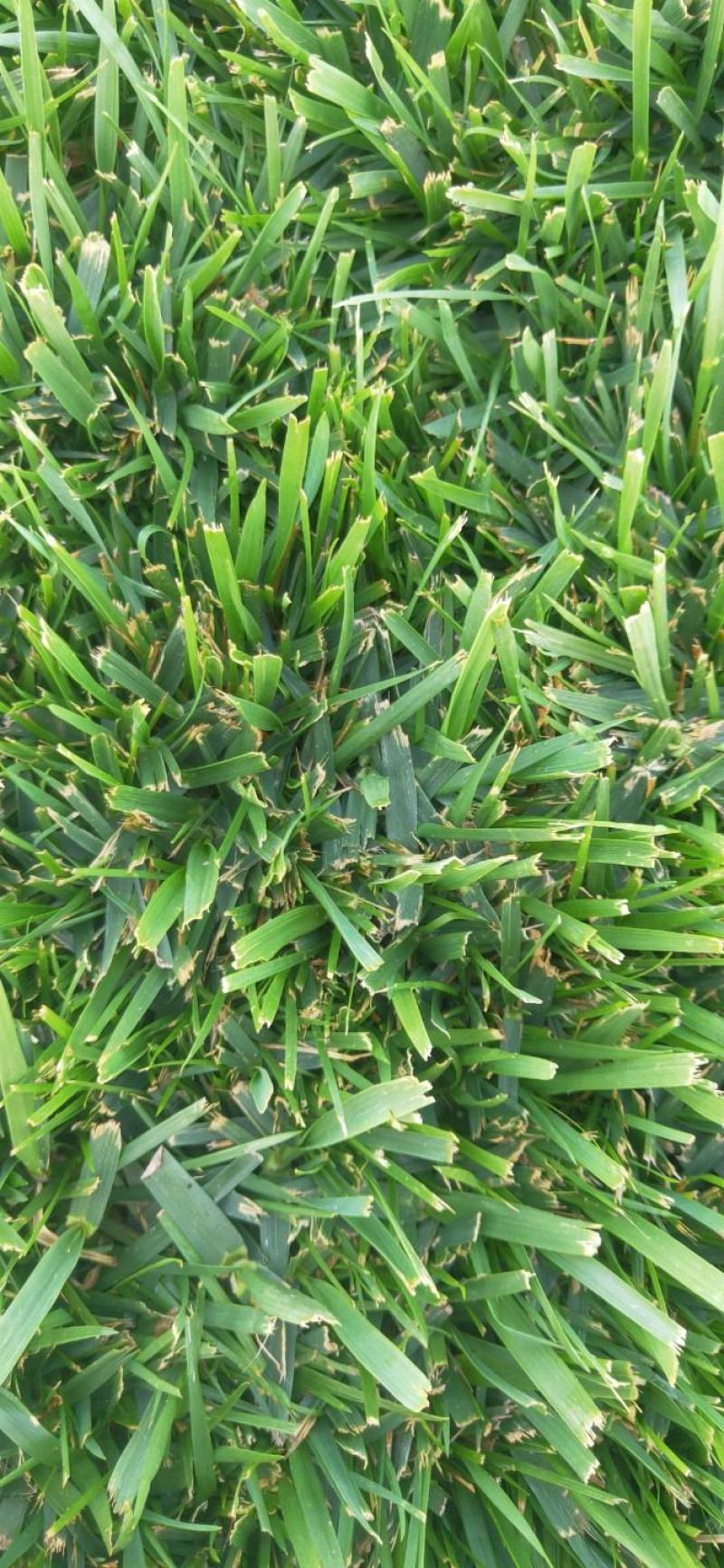魏县牛哲青旭草坪种植场低价出售一批优质草坪