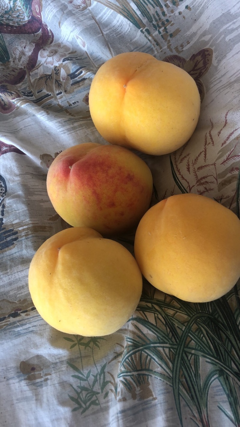 黄桃