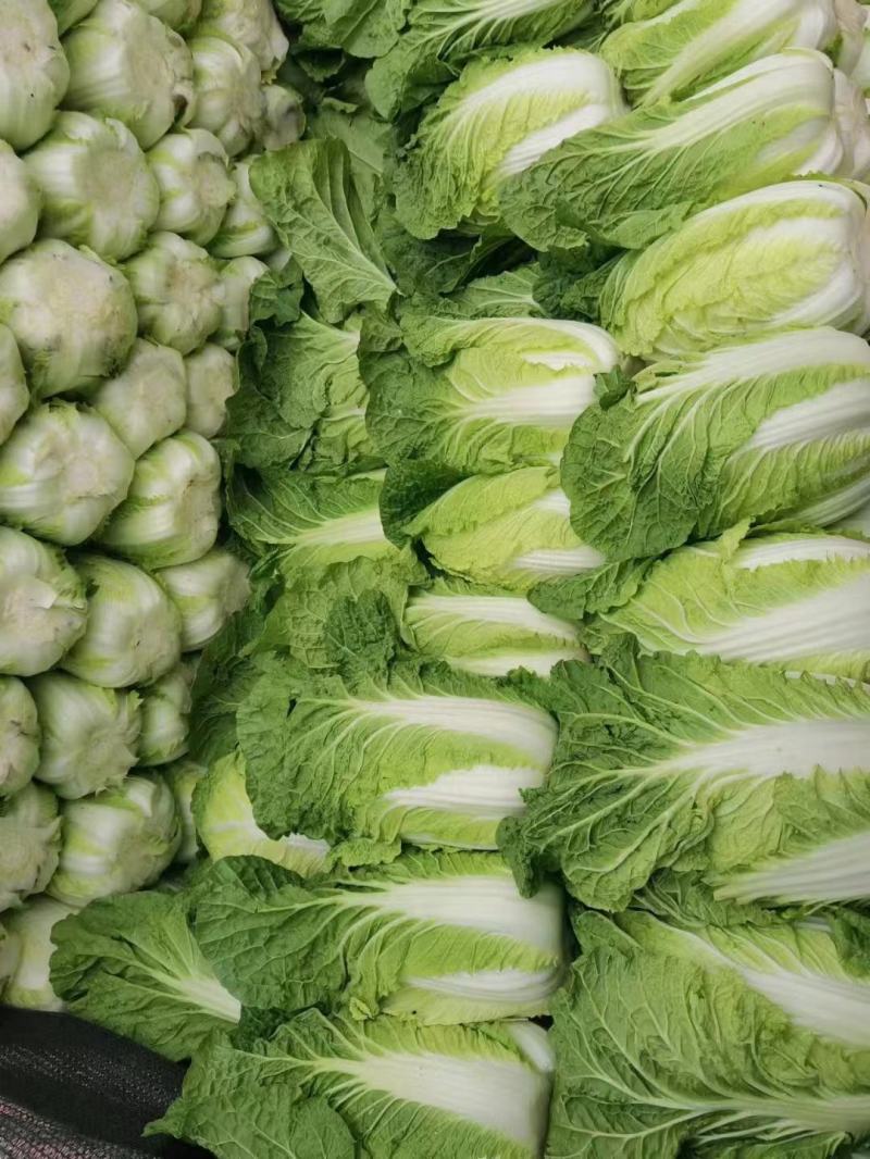 优质黄心大白菜，商超品质，全国发货欢迎客商实地考察看货