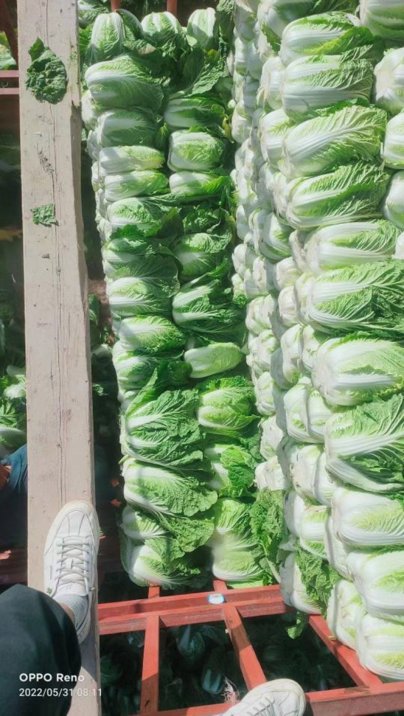 优质黄心大白菜，商超品质，全国发货欢迎客商实地考察看货