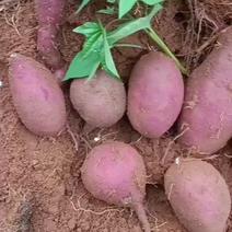 紫薯小花叶二代一代，紫罗兰008贵经紫薯系列