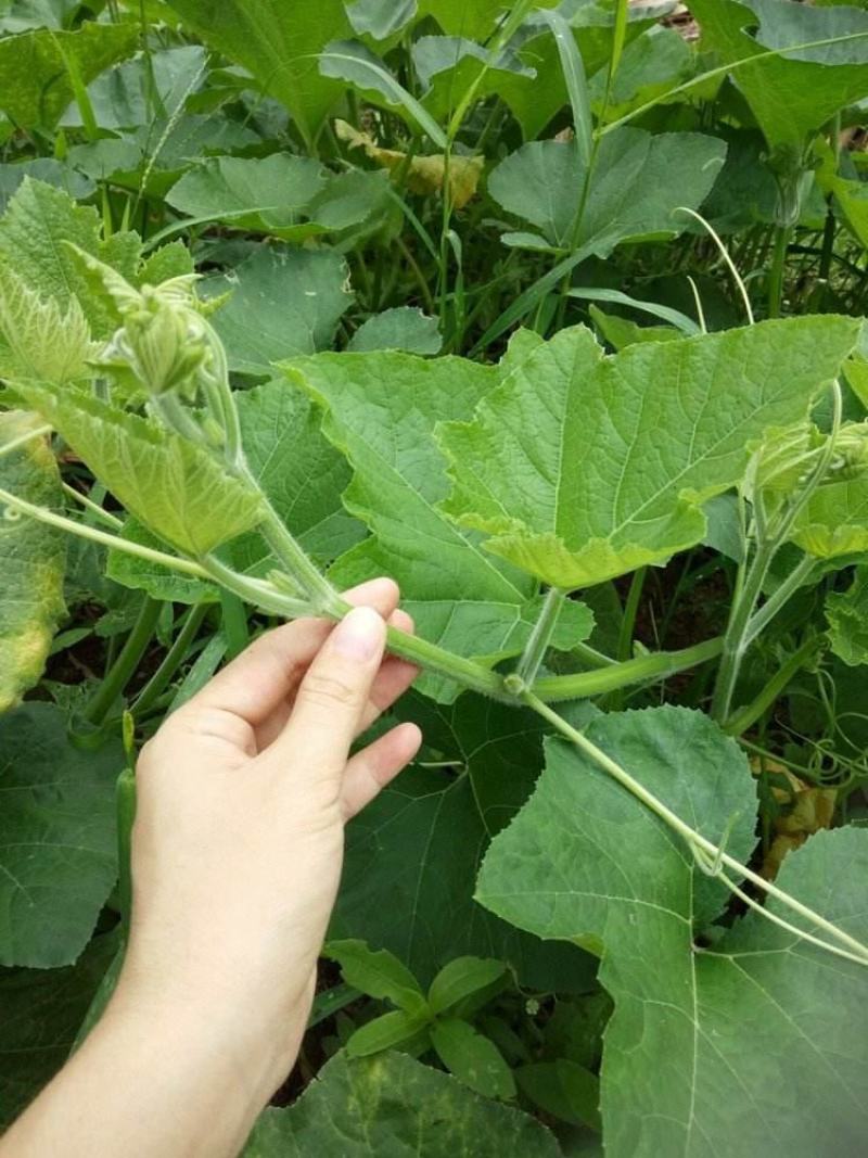 南瓜尖专吃南瓜苗种子四季养生蔬菜种子脆嫩高产盆栽阳台蔬菜