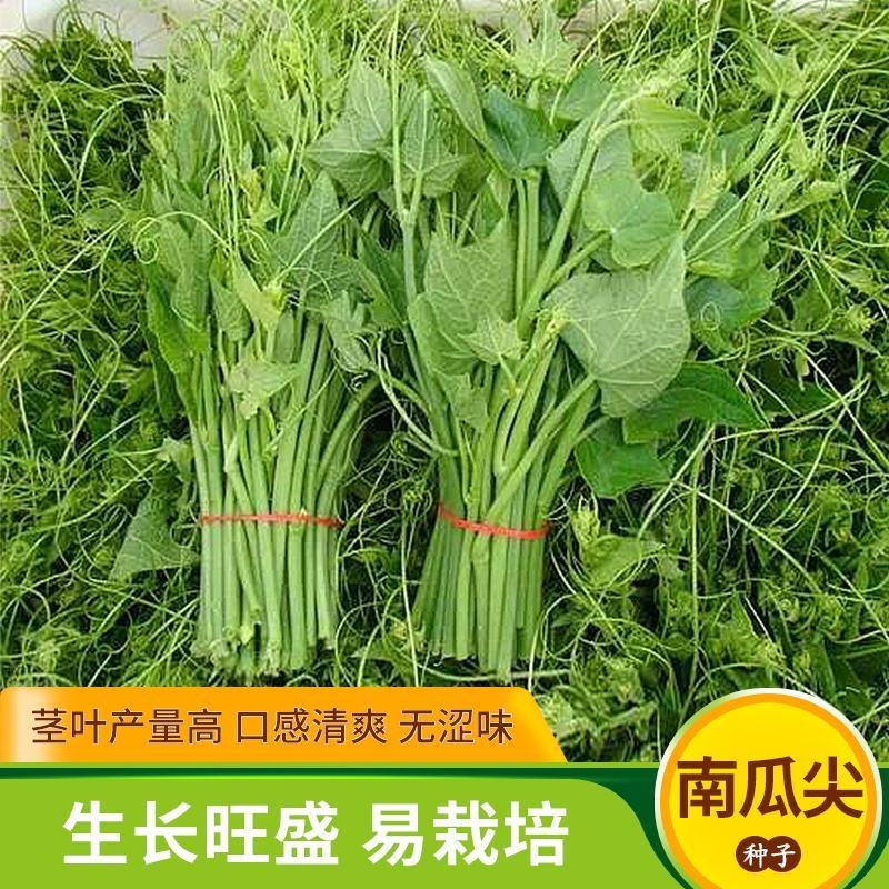 南瓜尖专吃南瓜苗种子四季养生蔬菜种子脆嫩高产盆栽阳台蔬菜