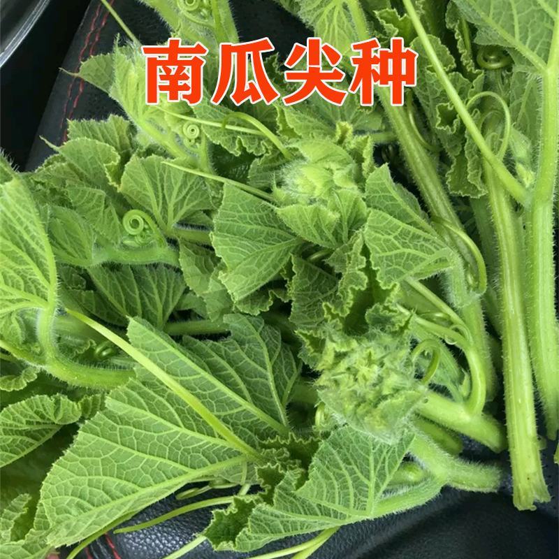 南瓜尖专吃南瓜苗种子四季养生蔬菜种子脆嫩高产盆栽阳台蔬菜