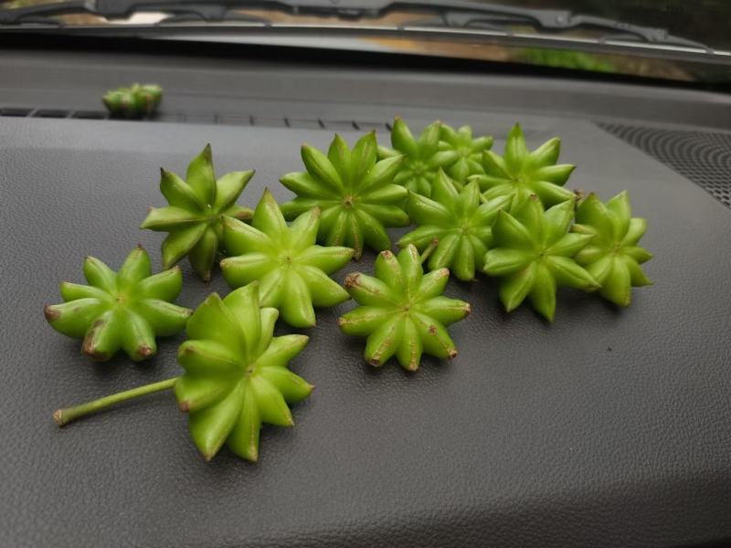 大红八角嫁接苗
