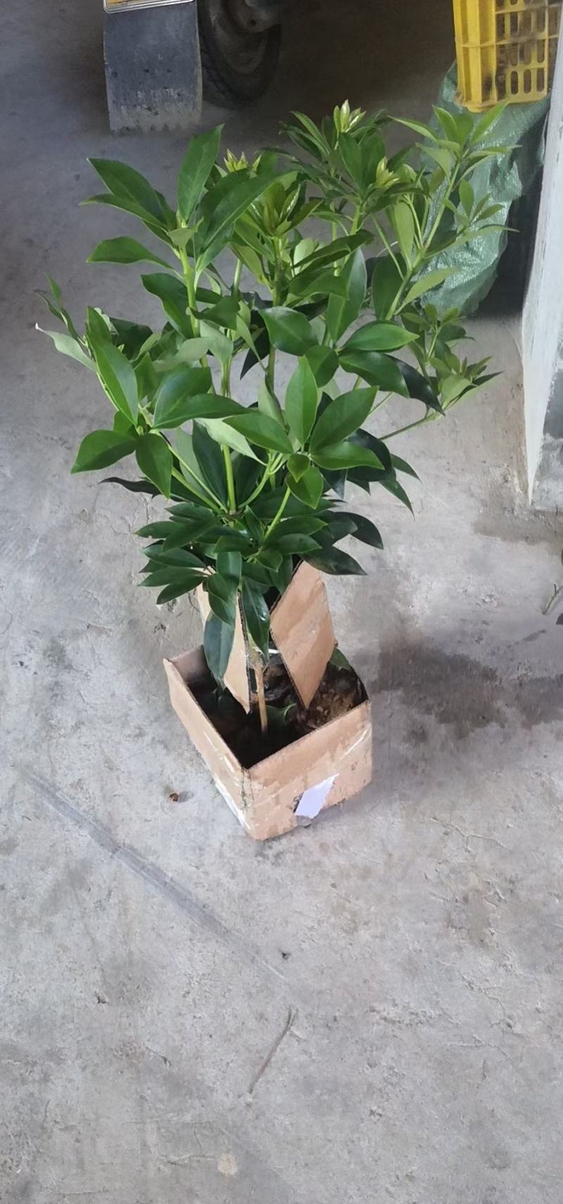 大红八角嫁接苗