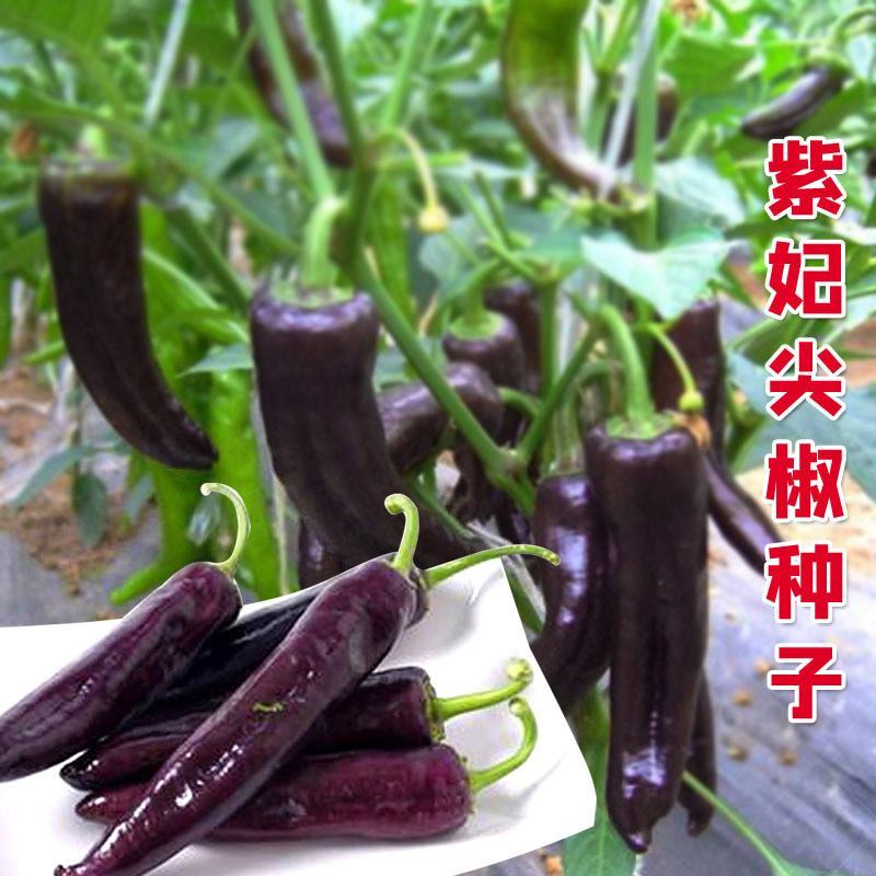 紫辣椒种子紫妃尖椒种子黑美人紫羊角椒高产四季阳台盆栽种植