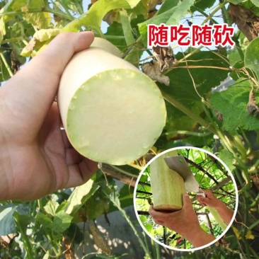 精品砍瓜种子种籽苗四季特大农家秧巨型菜瓜爬藤藤蔓蔬菜孑