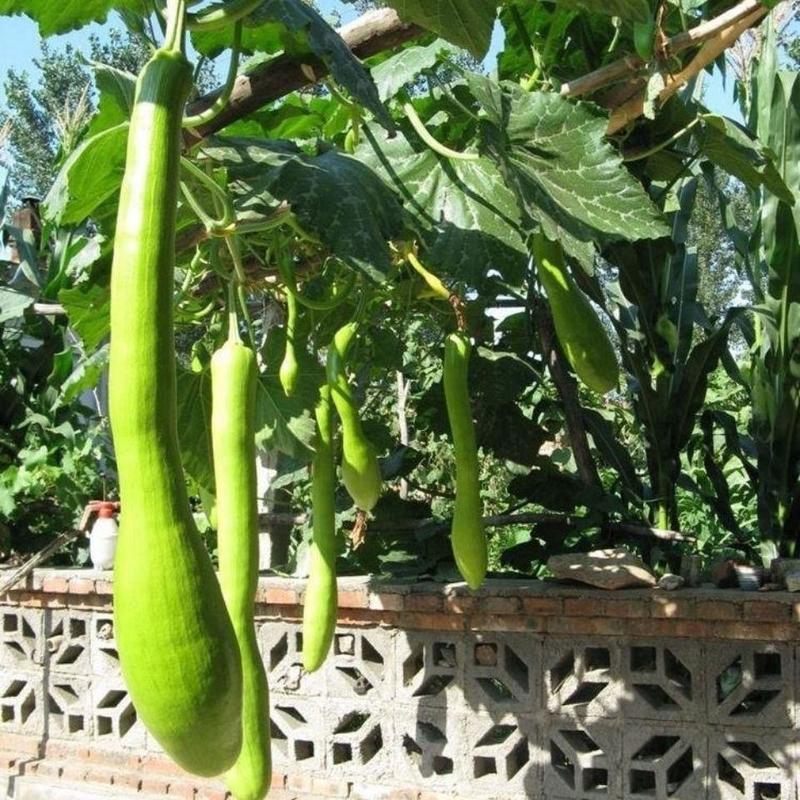 精品砍瓜种子种籽苗四季特大农家秧巨型菜瓜爬藤藤蔓蔬菜孑