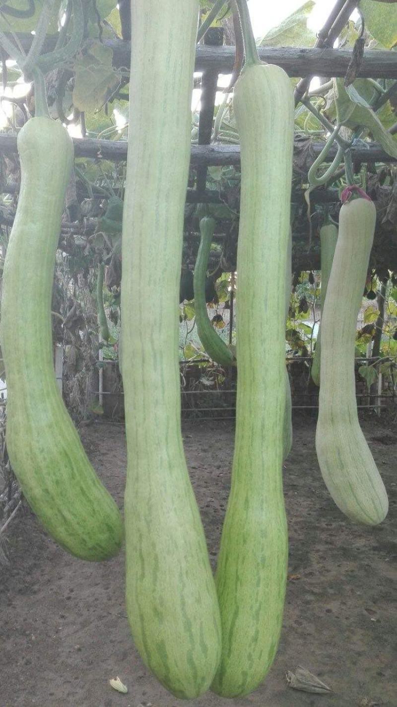 精品砍瓜种子种籽苗四季特大农家秧巨型菜瓜爬藤藤蔓蔬菜孑