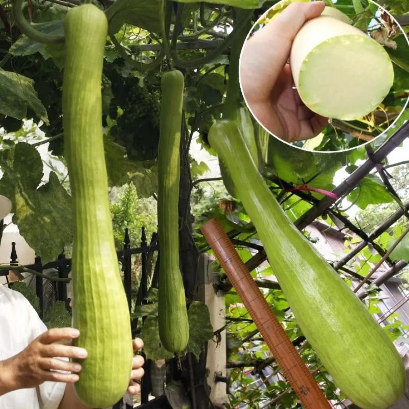 精品砍瓜种子种籽苗四季特大农家秧巨型菜瓜爬藤藤蔓蔬菜孑