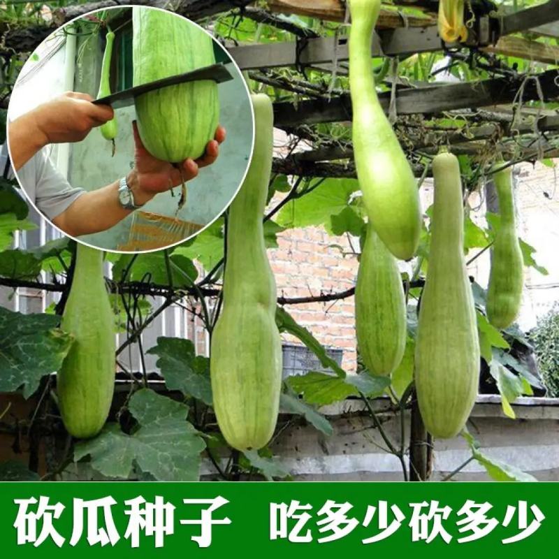 精品砍瓜种子种籽苗四季特大农家秧巨型菜瓜爬藤藤蔓蔬菜孑
