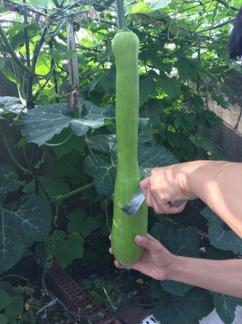 精品砍瓜种子种籽苗四季特大农家秧巨型菜瓜爬藤藤蔓蔬菜孑