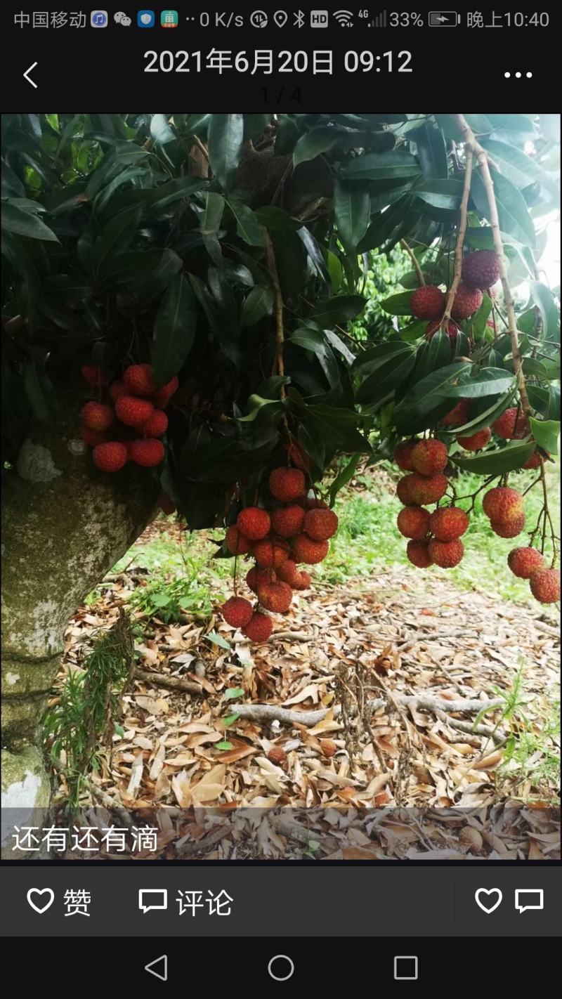 广西钦南区产地果园鸡嘴荔枝货源量大价优，