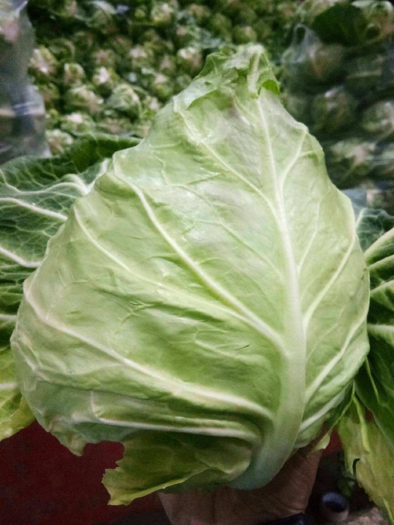 早熟牛心甘蓝种子包菜种籽莲花白卷心菜耐寒春夏秋冬四季蔬菜