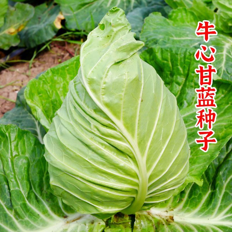 早熟牛心甘蓝种子包菜种籽莲花白卷心菜耐寒春夏秋冬四季蔬菜