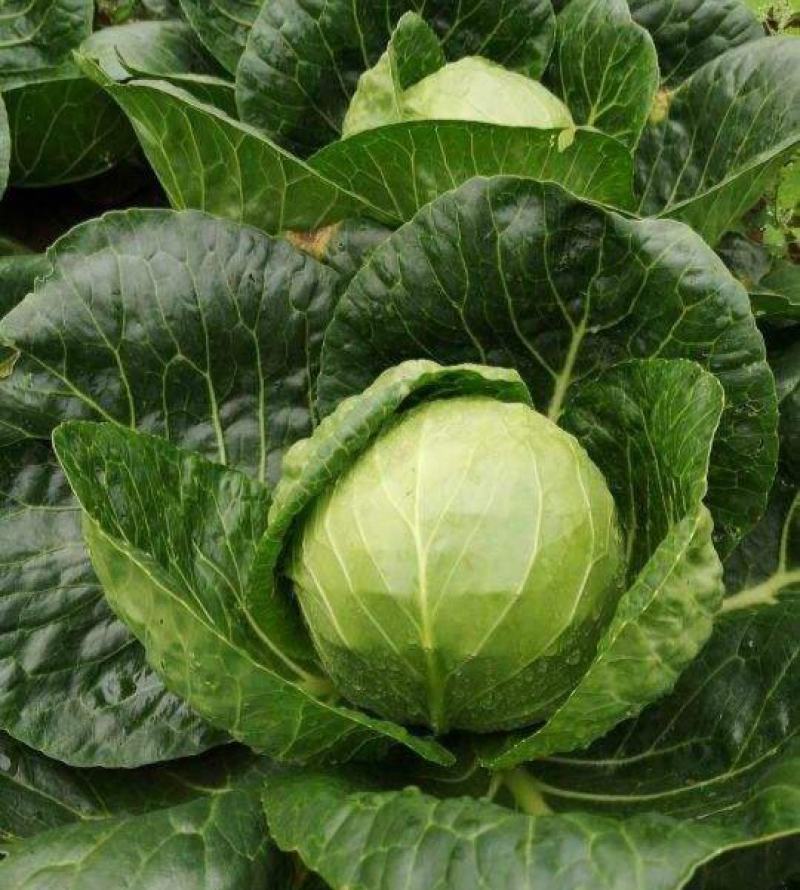 水果甘蓝种子莲花白种籽卷心菜包菜种子四季播种农家高产蔬菜