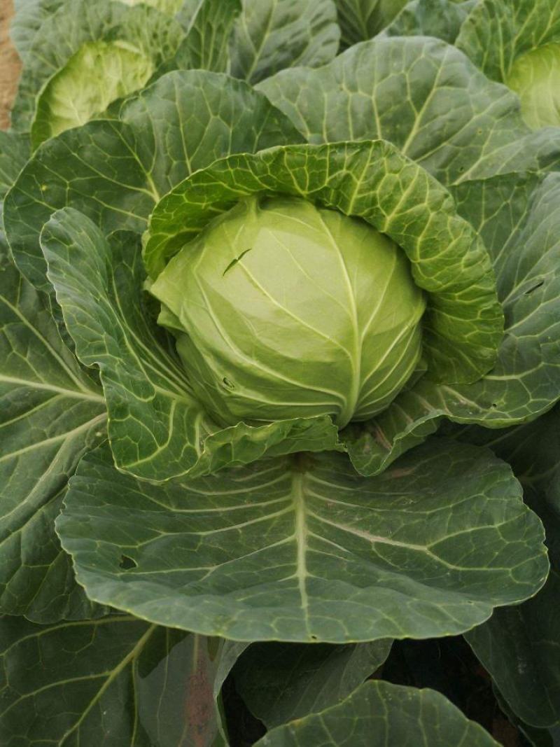 水果甘蓝种子莲花白种籽卷心菜包菜种子四季播种农家高产蔬菜