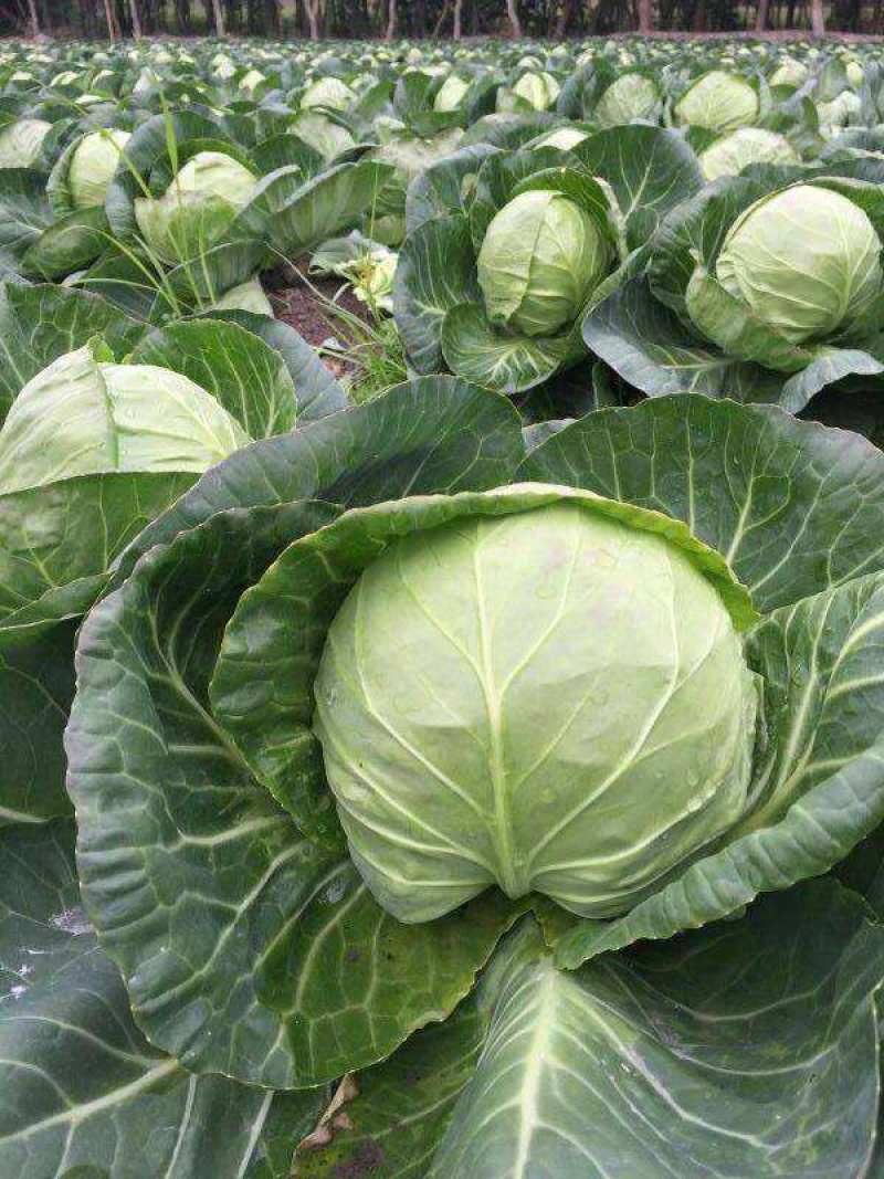 水果甘蓝种子莲花白种籽卷心菜包菜种子四季播种农家高产蔬菜