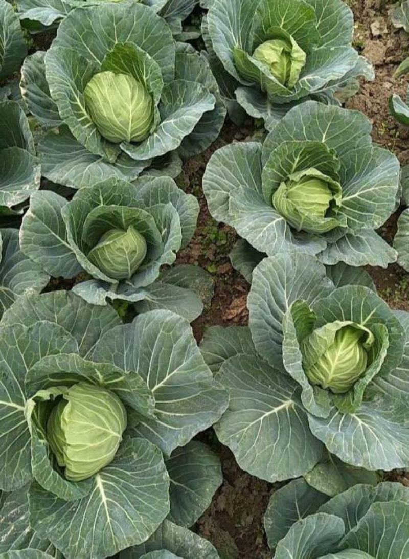 水果甘蓝种子莲花白种籽卷心菜包菜种子四季播种农家高产蔬菜