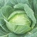 水果甘蓝种子莲花白种籽卷心菜包菜种子四季播种农家高产蔬菜