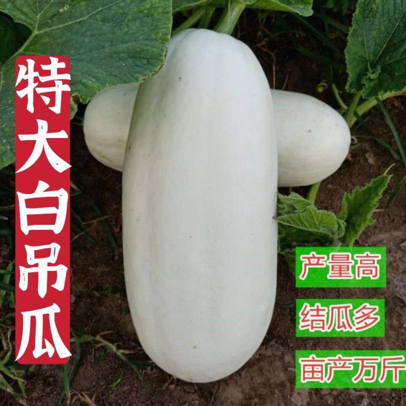 特大吊瓜种子巨型白南瓜白饺瓜庭院观光凉亭爬藤观赏食用蔬菜