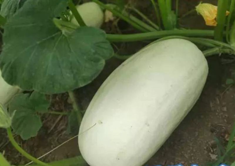 特大吊瓜种子巨型白南瓜白饺瓜庭院观光凉亭爬藤观赏食用蔬菜