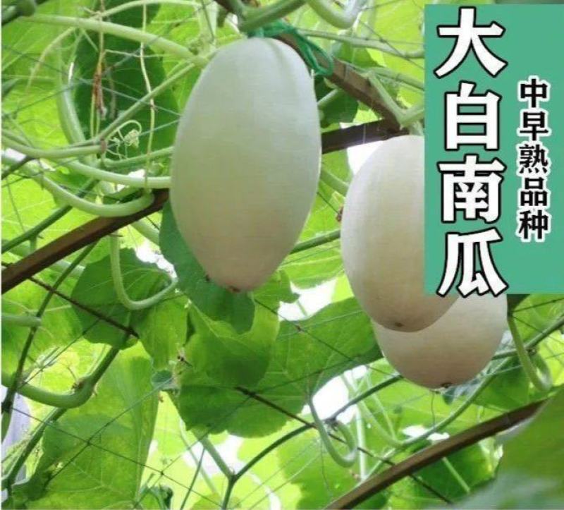 特大吊瓜种子巨型白南瓜白饺瓜庭院观光凉亭爬藤观赏食用蔬菜