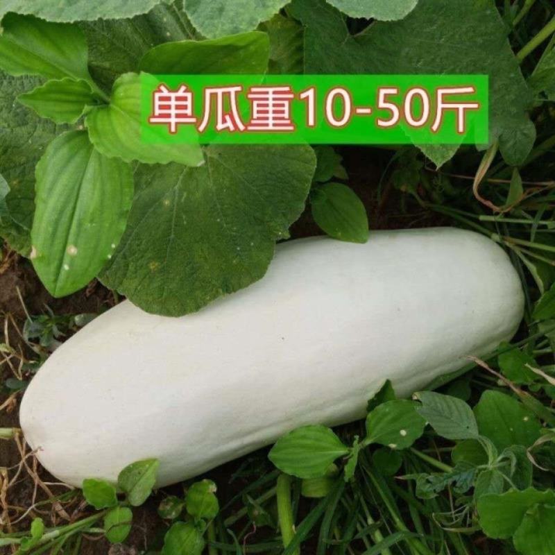 特大吊瓜种子巨型白南瓜白饺瓜庭院观光凉亭爬藤观赏食用蔬菜