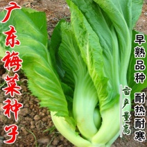 广东梅菜种子高产耐湿腌制梅干菜口感脆嫩叶片厚实四季阳台蔬