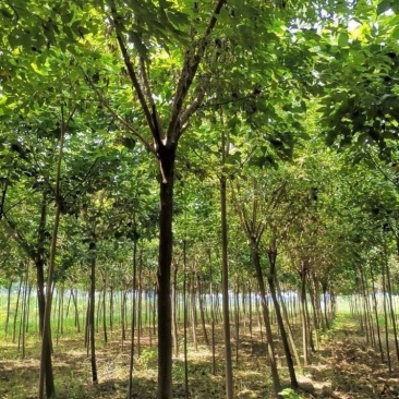 金叶榆，复叶槭，楸树