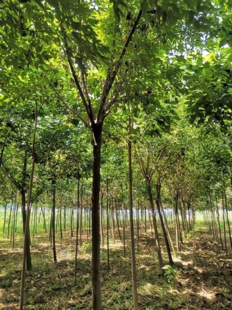 金叶榆，复叶槭，楸树