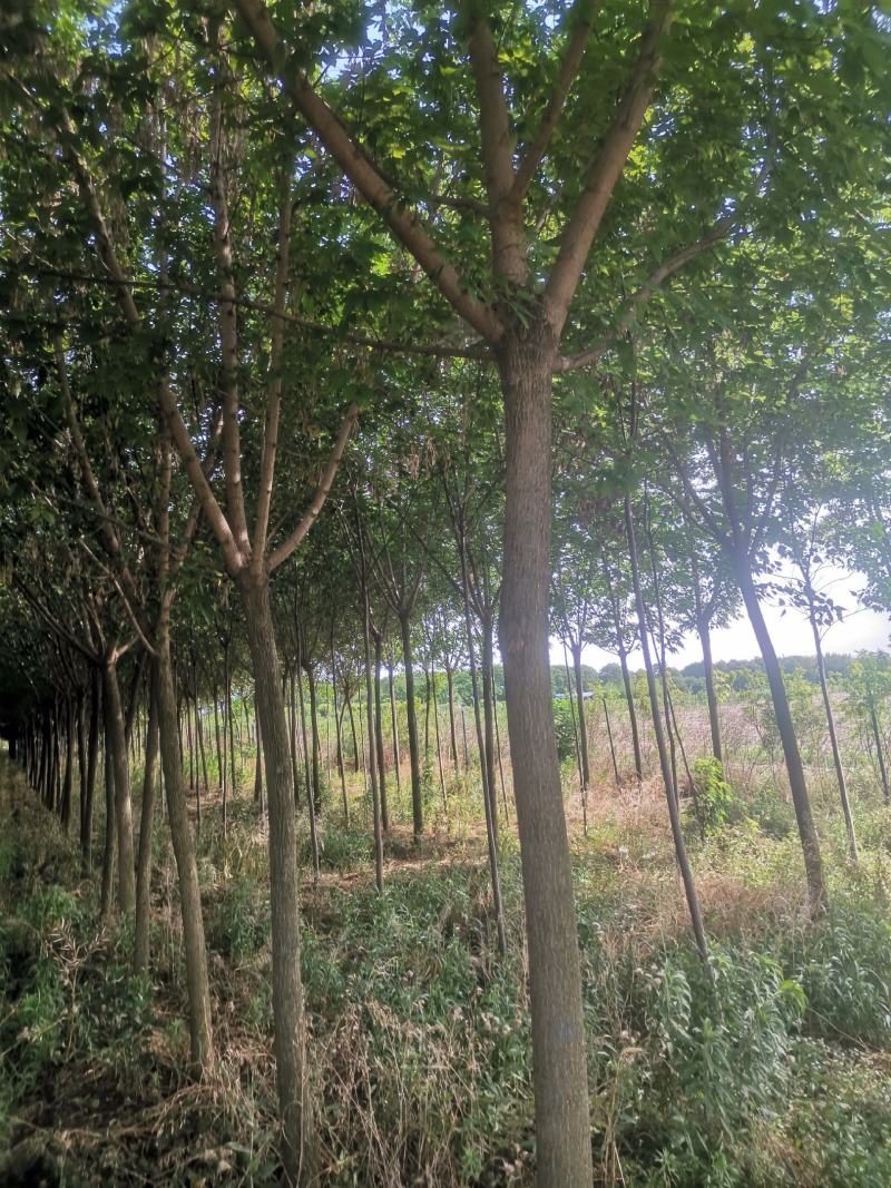 金叶榆，复叶槭，楸树