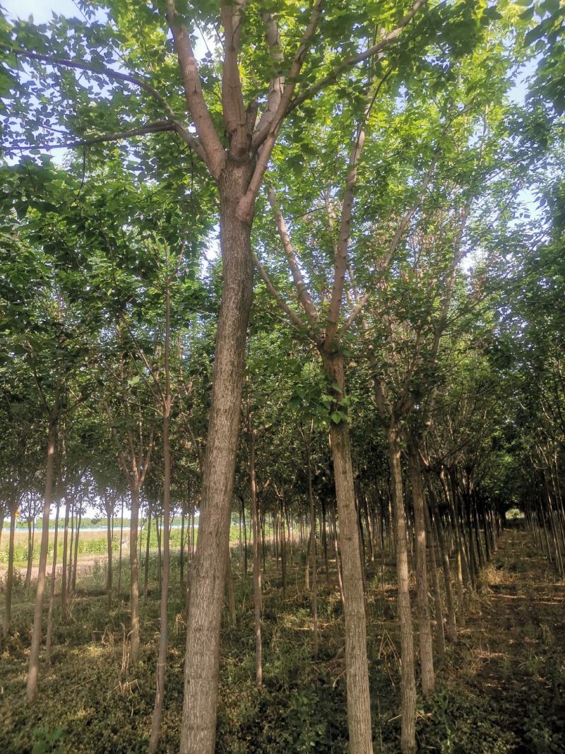 金叶榆，复叶槭，楸树