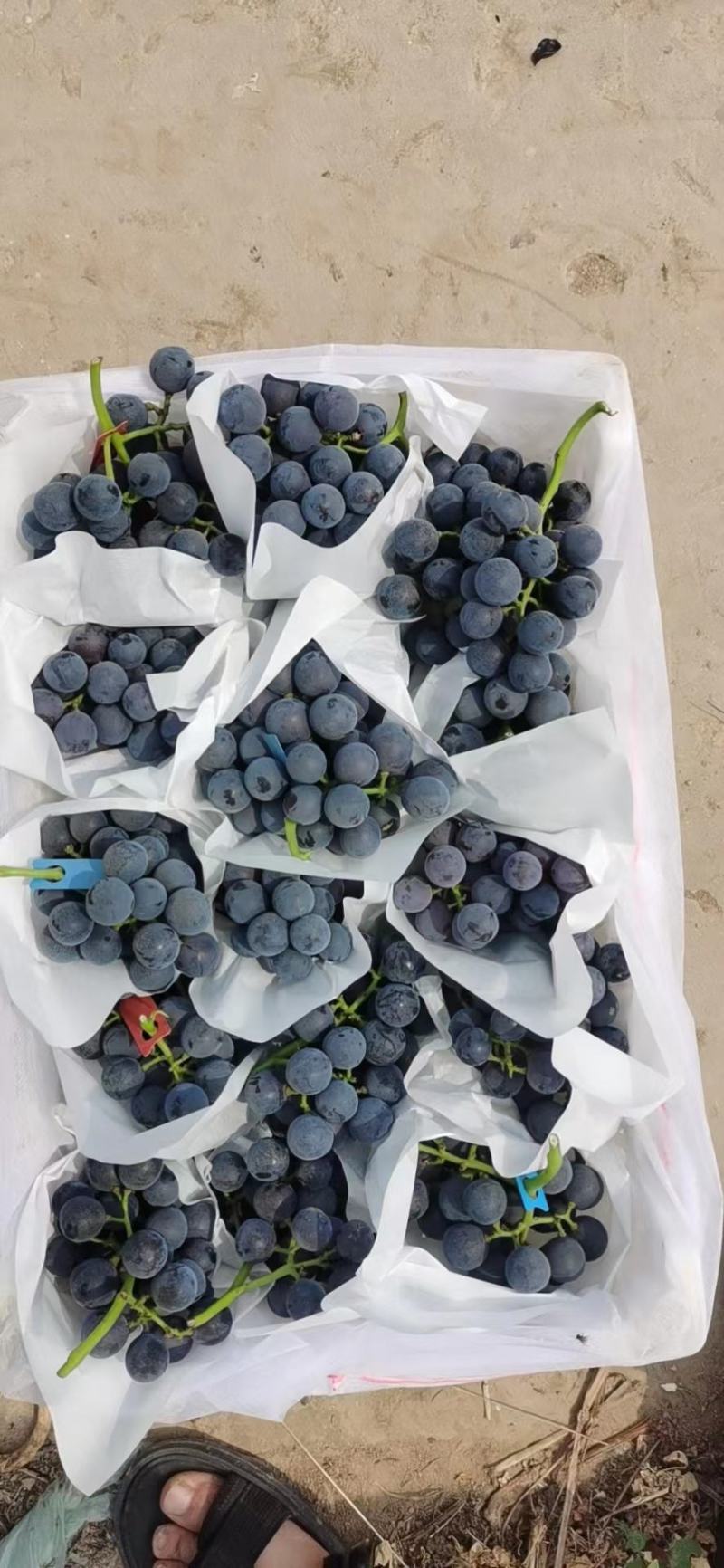 【好货】葡萄精品夏黑葡萄大量供应品质保证欢迎咨询
