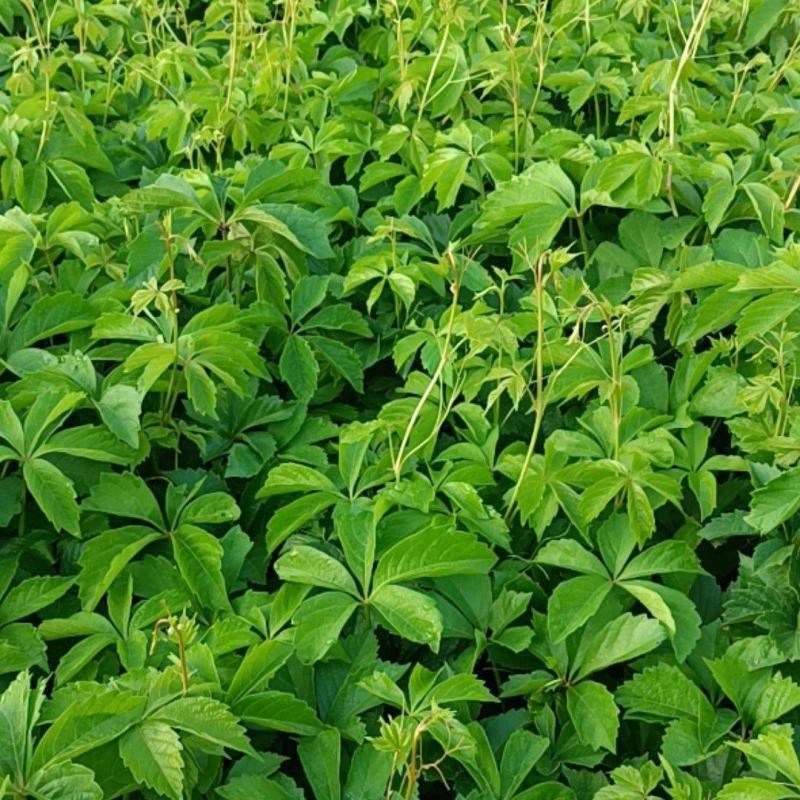 五叶地锦(爬山虎)，三叶地锦常春藤种植基地