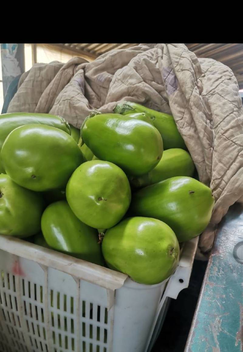 河南汝州青茄子上市，视频看货，产地代收代发欢迎来电咨询