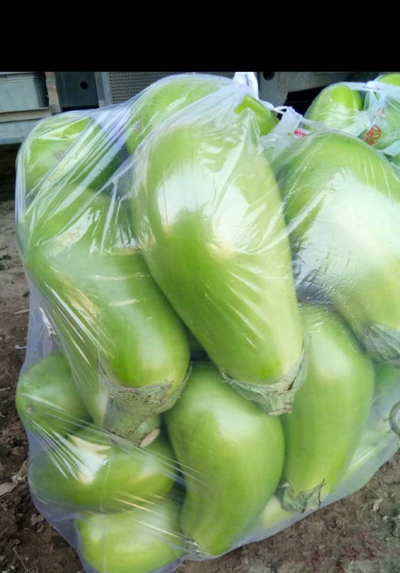 河南汝州青茄子上市，视频看货，产地代收代发欢迎来电咨询